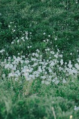 green grass with white dandelions background