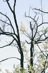 silhouette of a blooming acacia tree