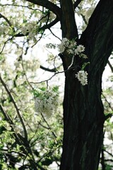Blooming acacia tree in the forest