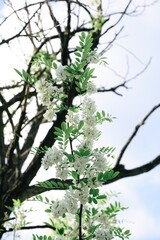 blooming acacia in spring 