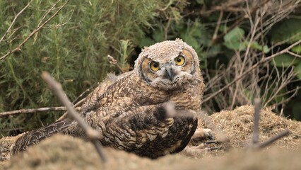 Young Great horned ((Bubo virginianus) owl in a nest on a hillside.