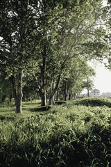 Obraz premium Plane trees in the park