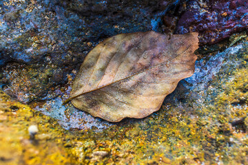 leaf on the rocks