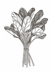 Black and white drawing of spinach leaves.