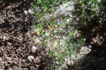 Poplar fluff on the ground with green plants