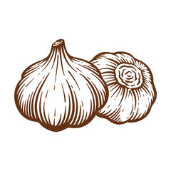 Garlic hand drawn illustration. Garlic vector line art