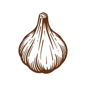 recommend clip art: Garlic hand drawn illustration. Garlic vector line art