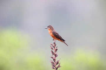The cliff flycatcher (Hirundinea ferruginea sclateri) is a species of bird in the tyrant flycatcher family, Tyrannidae. This photo was taken in Colombia.