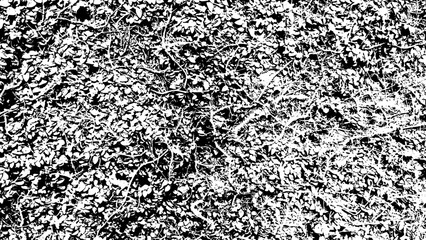 8-84. Vine grass texture effect - illustration. Old wall black and white vector texture with vines grown. © Robert Kim