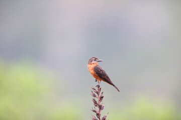 The cliff flycatcher (Hirundinea ferruginea sclateri) is a species of bird in the tyrant flycatcher family, Tyrannidae. This photo was taken in Colombia.