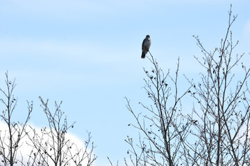 Marais Kingsbury 10 Mai 2024