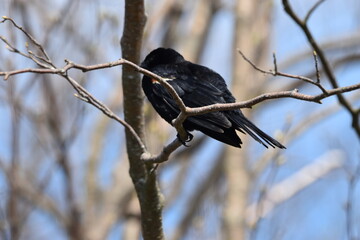 Marais Kingsbury 10 Mai 2024