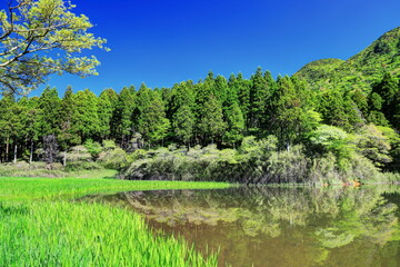 新緑の箱根お玉ヶ池