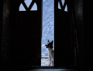 A Border Collie stands in a doorway, silhouetted against a wintry landscape outside. 