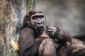 Gorilla eating while making funny face at a local zoo.