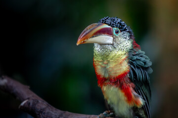 Exotic tropical bird posing at a local zoo.
