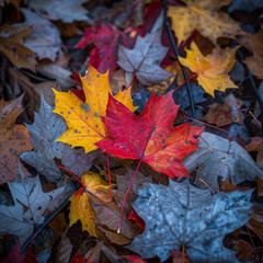 Fototapeta premium Vibrant Autumn Maple Leaves on Forest Floor