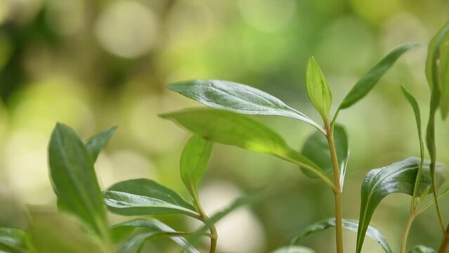 Eupatorium fortunei turcz branch green leaves on natural background.