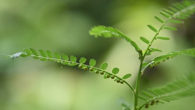 Egg woman or Phyllanthus niruri branch green leaves and fruits on natural background.