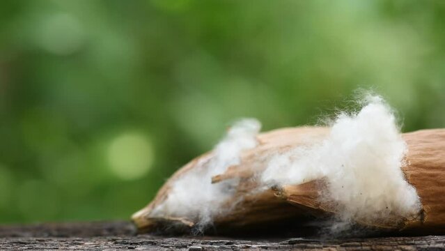 White silk cotton tree or Ceiba pentandra dry fruits on natural background.