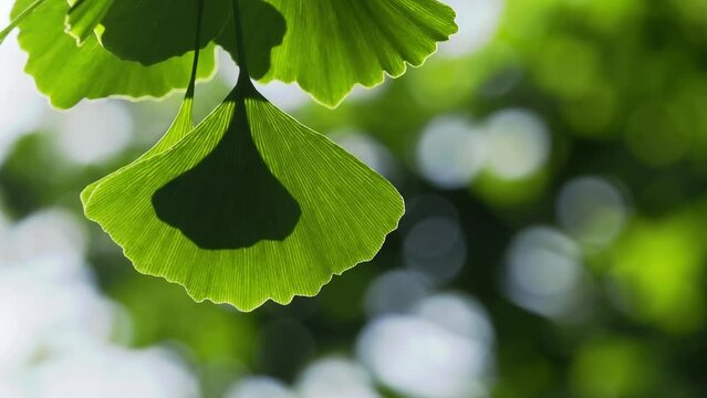 Tokyo, Japan - May 10, 2024: Shadow of ginkgo leaf cast on ginkgo leaf