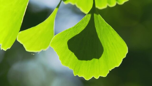 Tokyo, Japan - May 10, 2024: Shadow of ginkgo leaf cast on ginkgo leaf