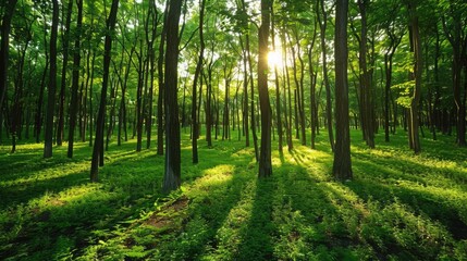 Fototapeta premium In a sunlit green tree forest the concept of natural carbon capture and carbon credits comes to life through sustainable forest management practices where trees play a vital role in absorbi