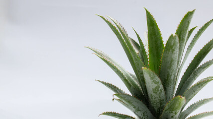 Tropic leaves. Exotic leaf isolate. close up of Pineapple leaf on white background.