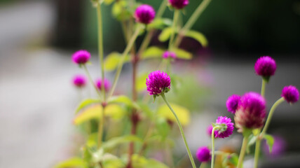 selective focus Knob flower (Gomphrena globosa). plants that can be made into flower tea
