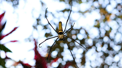 Spider Nephila Maculata, Gaint Long-jawed Orb-weaver in the net with blurred tree background....