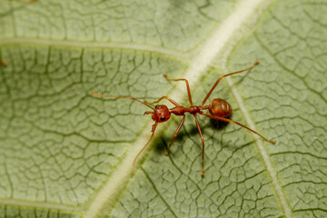 Close up red ant on green leaf in nature garden