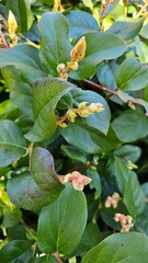 Green leaves, background, texture, bush