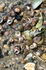Snail Shells and Ocean Bed Debris