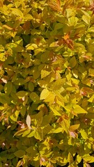 Yellow-orange leaves, background, Japanese spirea gold flame
