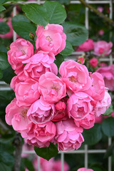 ピンク色の薔薇の花。神戸岡本のバラ園で撮影