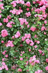 ピンク色の薔薇の花。神戸岡本のバラ園で撮影
