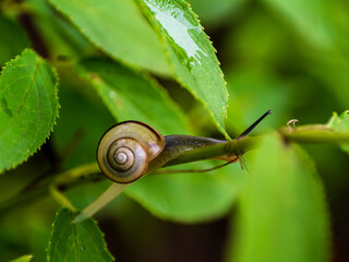 雨の季節のカタツムリ