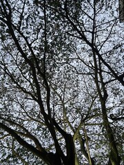 trees branches and sky