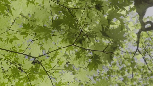 Green maple leaves swaying in the wind. Closeup. Early spring in Japan. 30fps