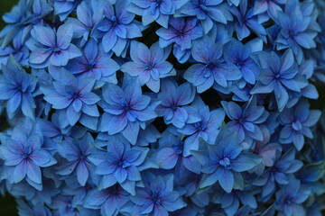 Hydrangea Macrophylla is a species of flowering plant in the family Hydrangeaceae. Flora Exhibition...