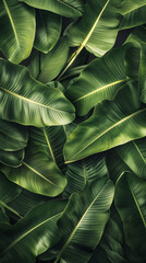 Banana Leaf Backdrop: Wide Shot of Numerous Leaves with Soft Shadows and Gentle Highlights. Calm and Soothing Green Tones, Perfect for Relaxing and Natural-Themed Settings