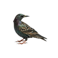 European Starling, Isolated Transparent Background Images