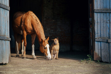 In a sunlit stable doorway, a chestnut horse with a white blaze interacts with a seated Thai...