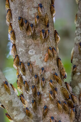 Swarm of Periodical Cicadas on tree
