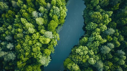 Naklejka premium During the summer a breathtaking aerial perspective captures the untamed beauty of a wild river nestled within a lush forest