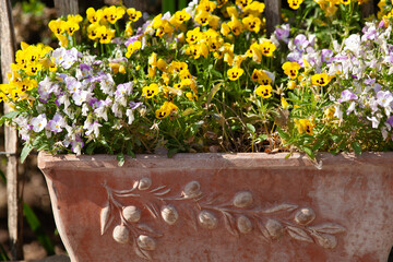 Stiefmütterchen in gelb und lila in Blumentopf auf dem Balkon.