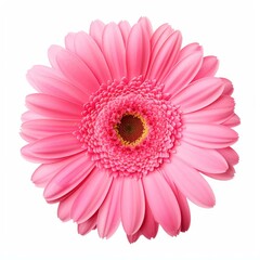Closeup of a pink gerbera daisy on a stark white backdrop, Ai Generated