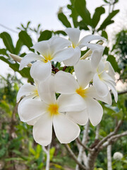 Obraz premium plumeria flower on tree in nature garden