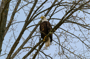 American Bald Eagle near Alpena, Michigan