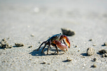 crab on the beach